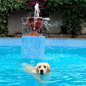 Residencia y Adiestramiento Canino Can Brutus labrador nadando